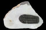 Adrisiops Weugi Trilobite - Recently Described Phacopid #137470-1